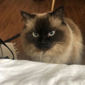 Meet your Posher, Fatima